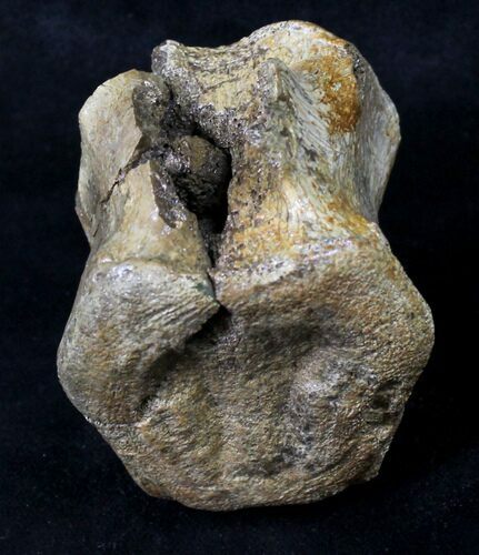 Bargain Hadrosaur (Duck-Billed Dinosaur) Vertebra #19040